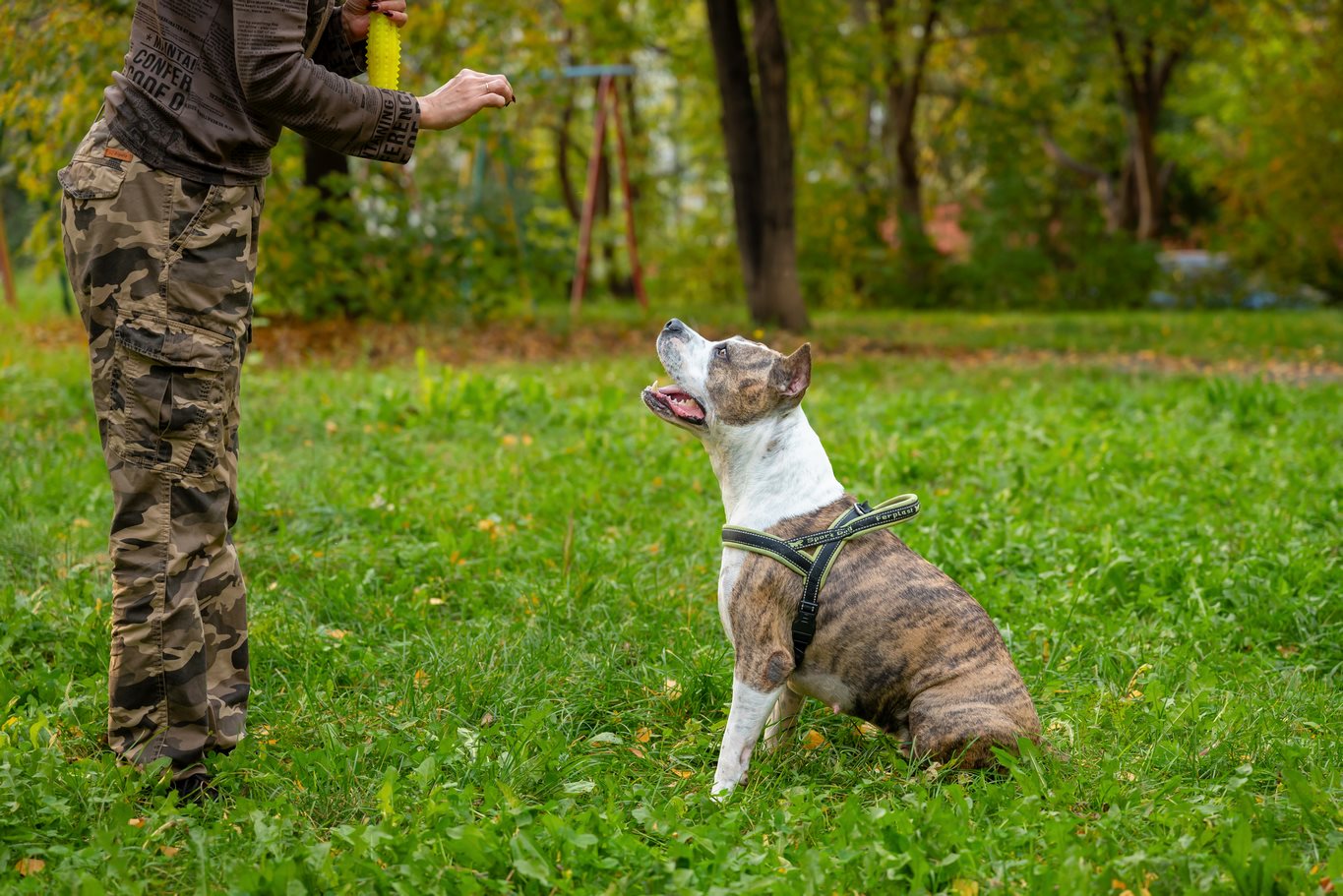 Coaching canin près d'Évian-les-Bains