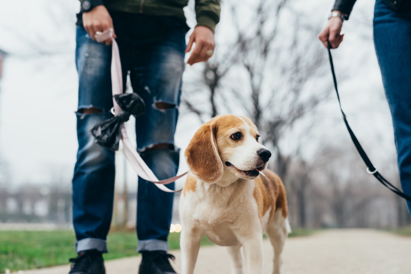 Pension canine près d'Évian-les-Bains