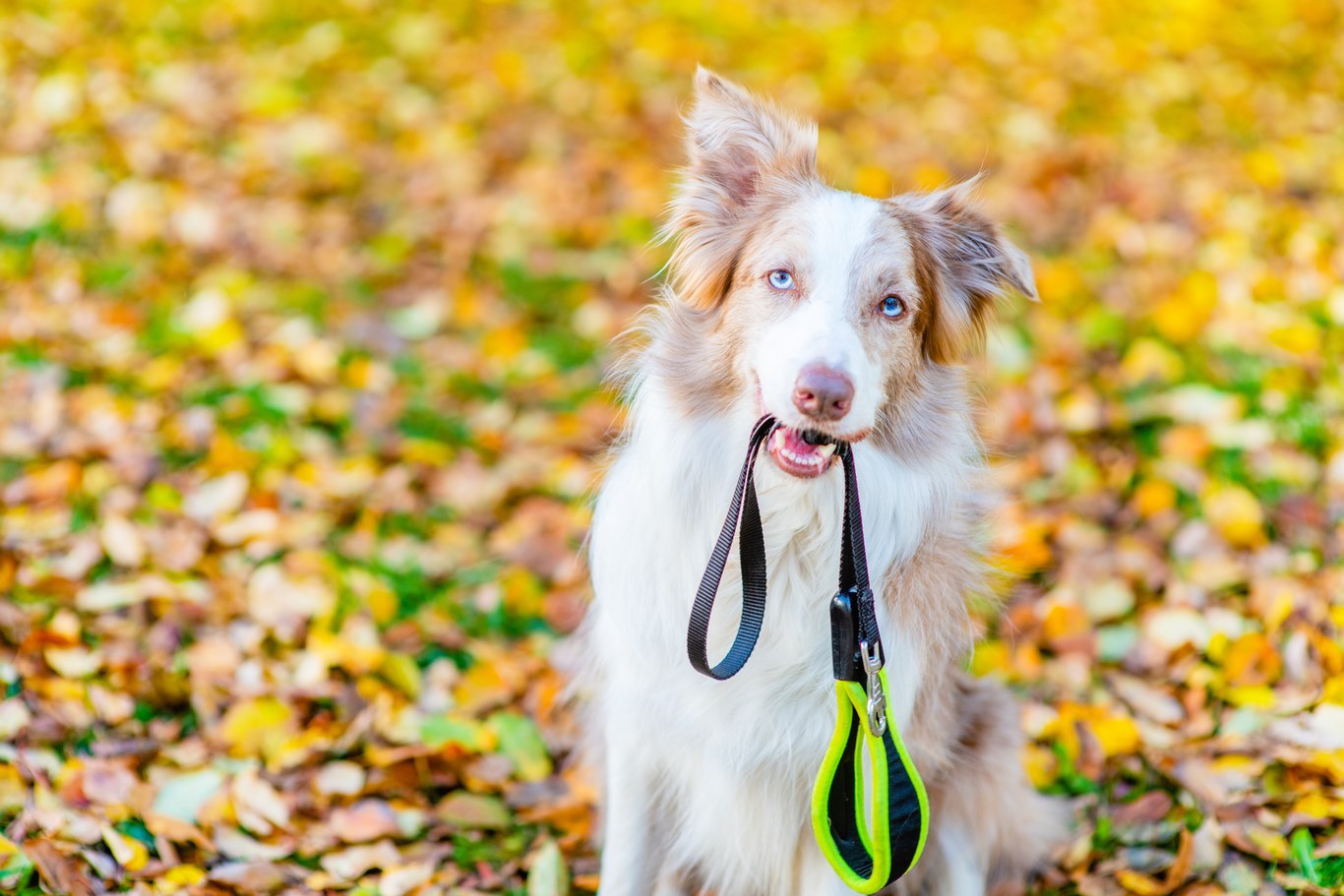 Coaching canin près d'Évian-les-Bains