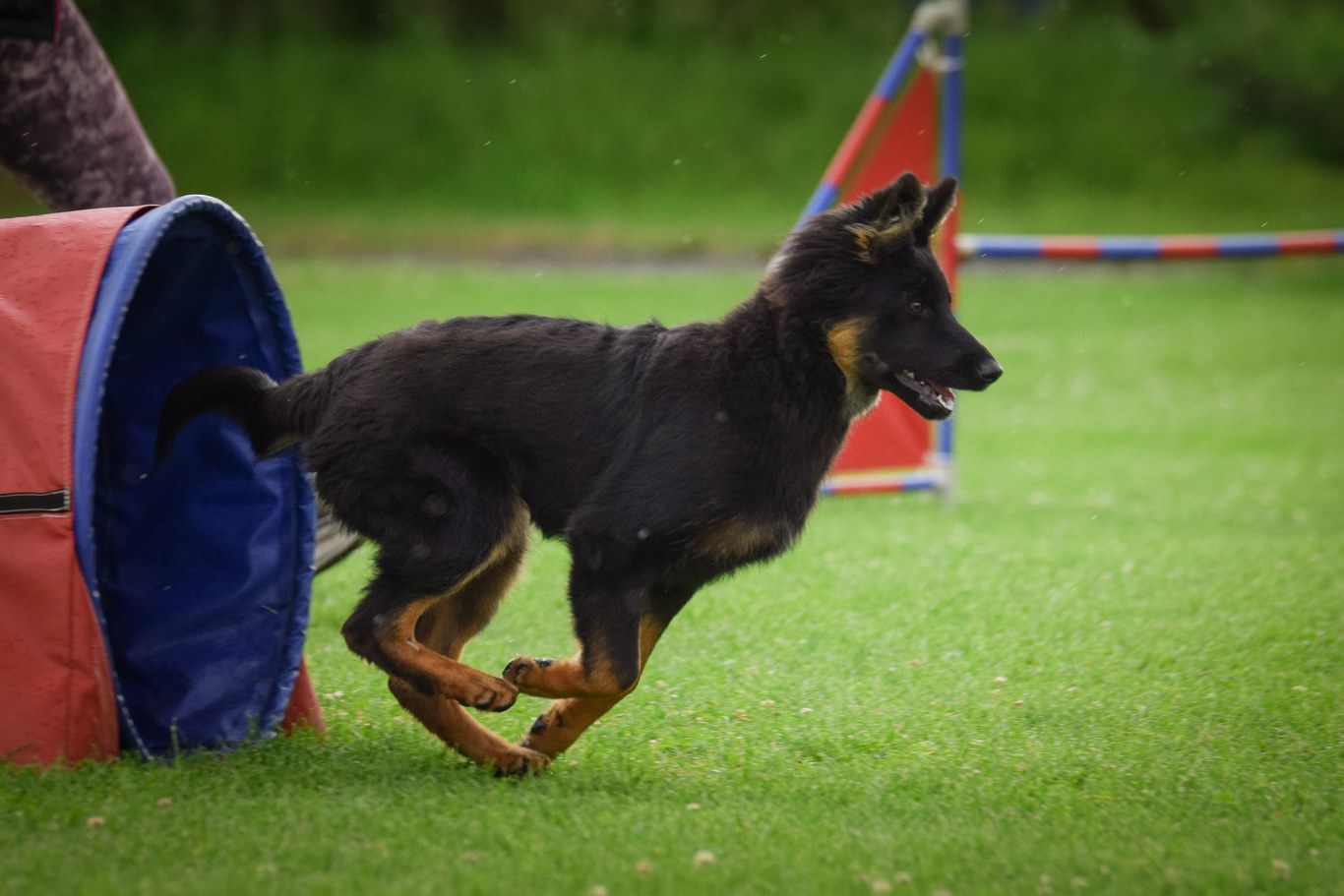 Sport collectif canin en Haute-Savoie