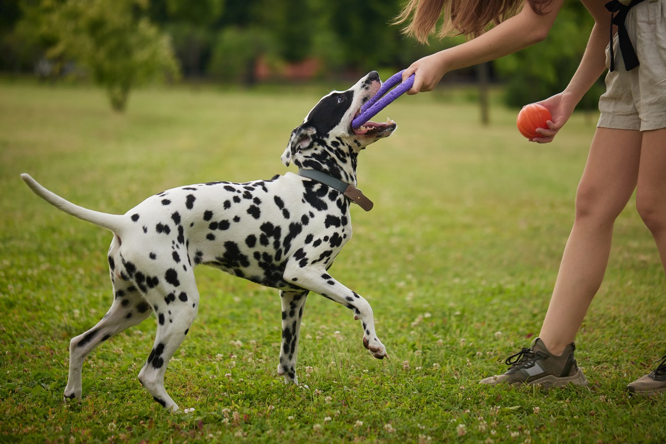 Éducation canine en Haute‑Savoie
