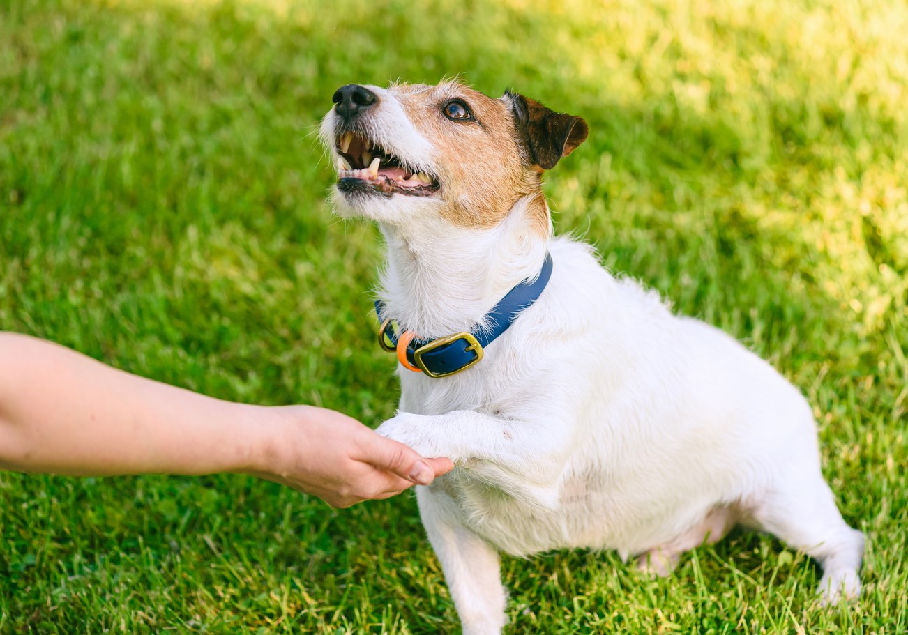 Éducation canine en Haute‑Savoie