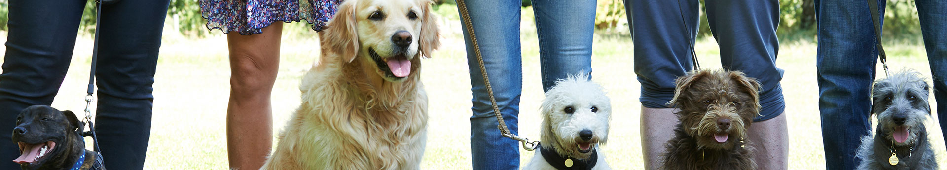 Éducation canine en Haute‑Savoie