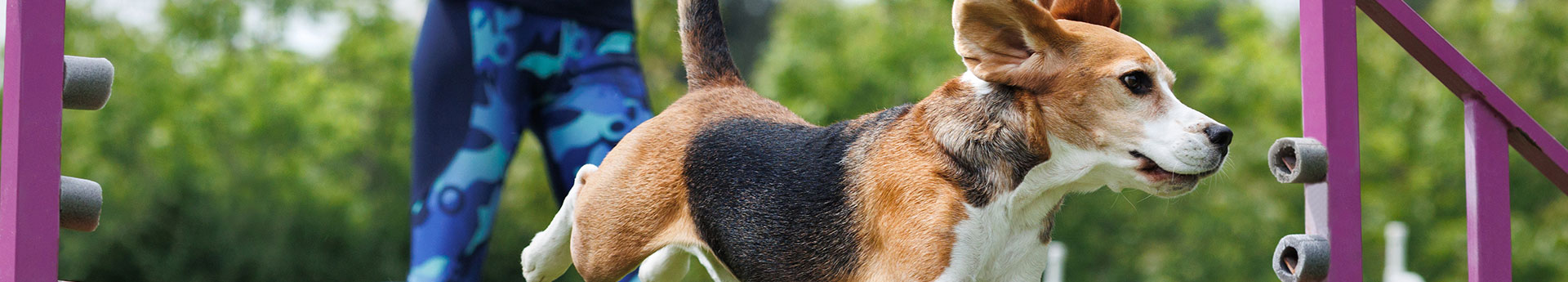Sport collectif canin en Haute-Savoie